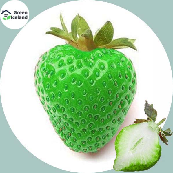 Picture of Giant 25 Pcs Green Strawberry Seeds - 25 Pcs SeedS