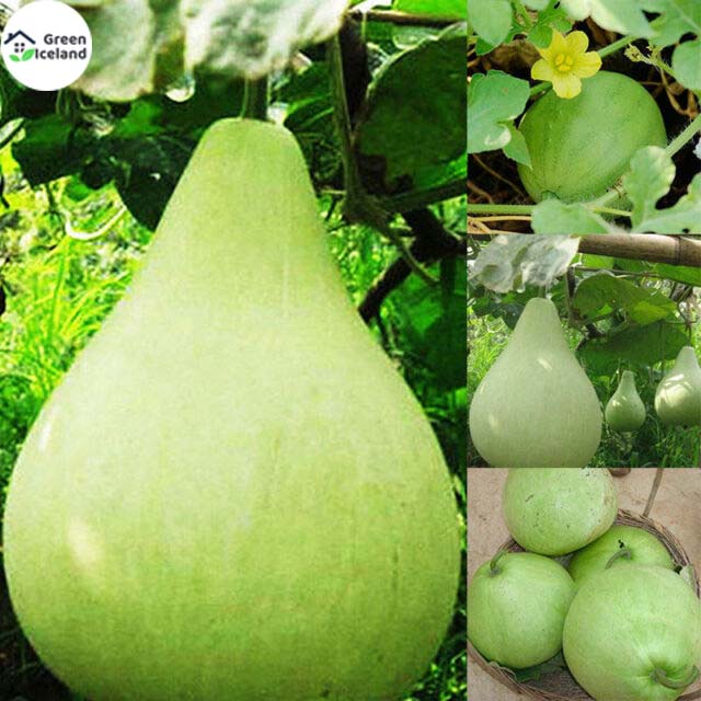 Picture of Hybrid F1 Round Gourd / Lau Seeds  - 10 Pcs SeedS