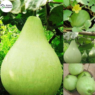 Picture of Hybrid F1 Round Gourd / Lau Seeds  - 10 Pcs SeedS