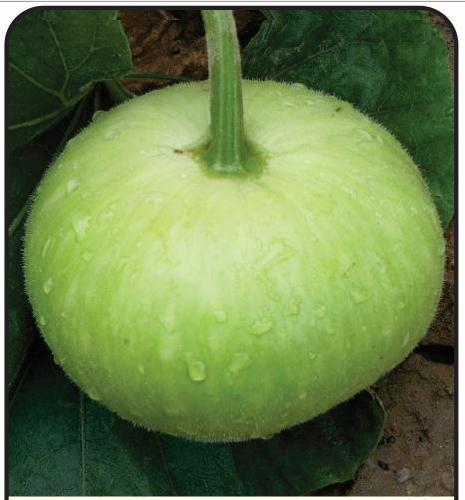 Picture of Hybrid F1 Round Gourd / Lau Seeds  - 10 Pcs SeedS