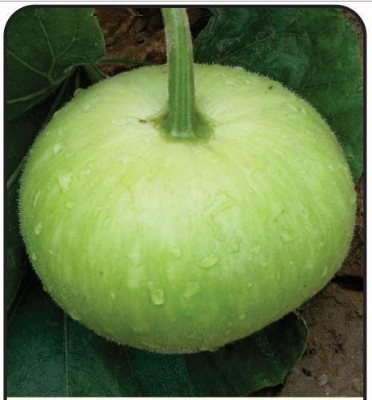 Picture of Hybrid F1 Round Gourd / Lau Seeds  - 10 Pcs SeedS
