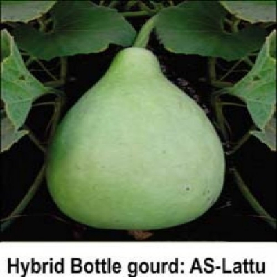Picture of Hybrid F1 Round Gourd / Lau Seeds  - 10 Pcs SeedS