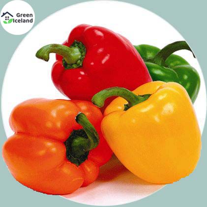 Picture of 10 PcS All Season Multi Colour Capsicum SeedS