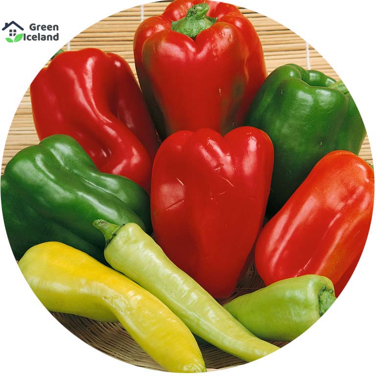 Picture of 10 PcS All Season Multi Colour Capsicum SeedS