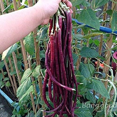 Picture of Real Summer Sementes Terrace Vegetable Red Long Bean Vine Codone Vigna Beans Vegetables 10PcS Bonsai