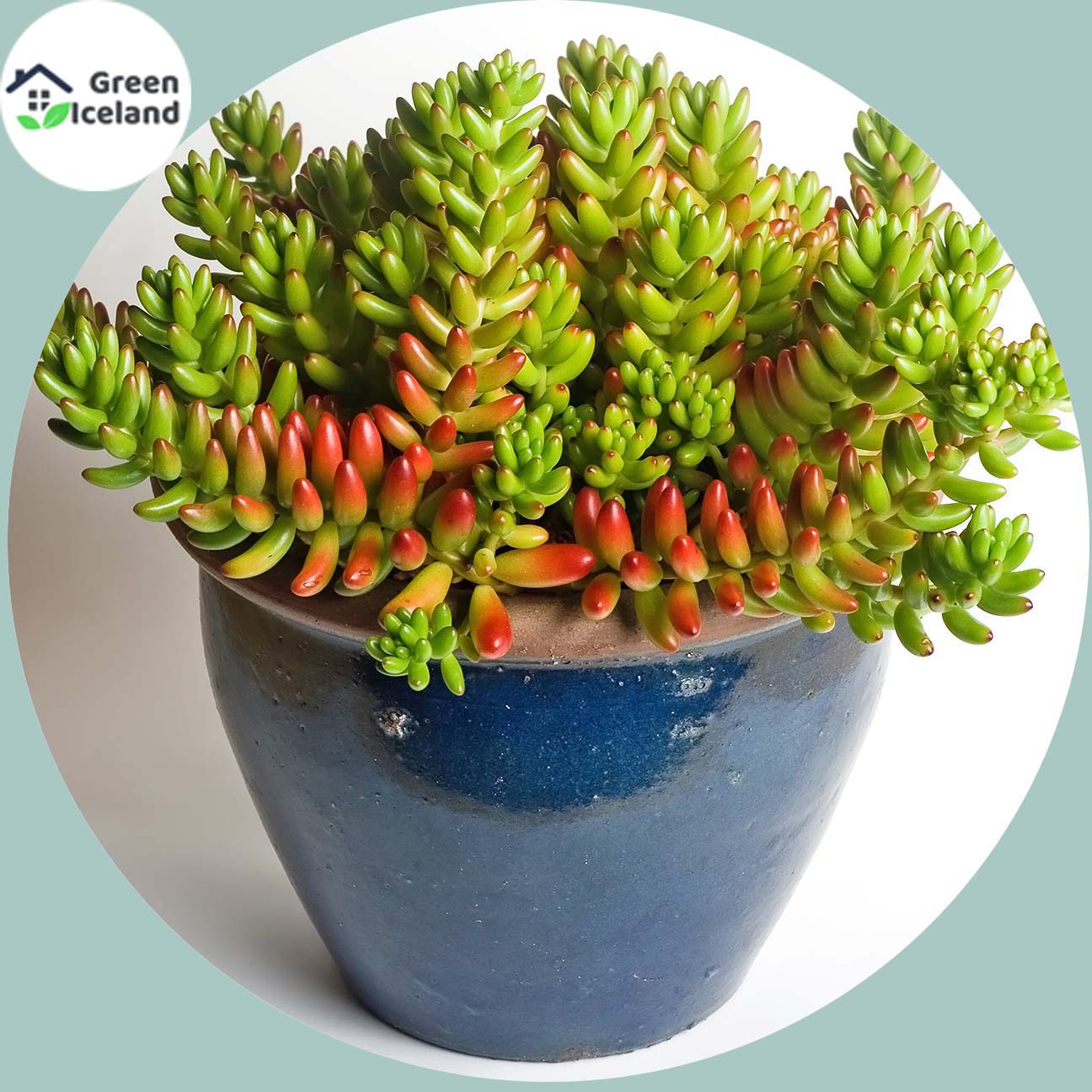 Picture of 20 PcS Cactus Aloe Succulent SeedS