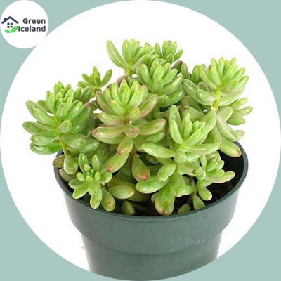 Picture of 20 PcS Cactus Aloe Succulent SeedS