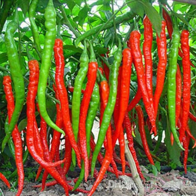 Picture of organic 35 Pcs Natural Green Chili SeedS 