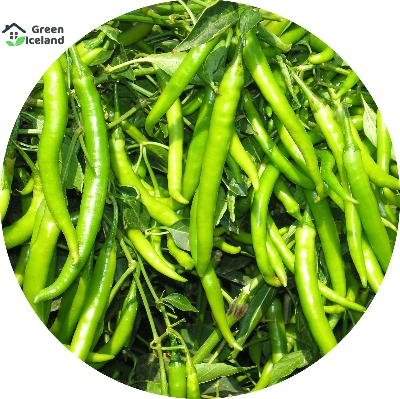 Picture of organic 35 Pcs Natural Green Chili SeedS 