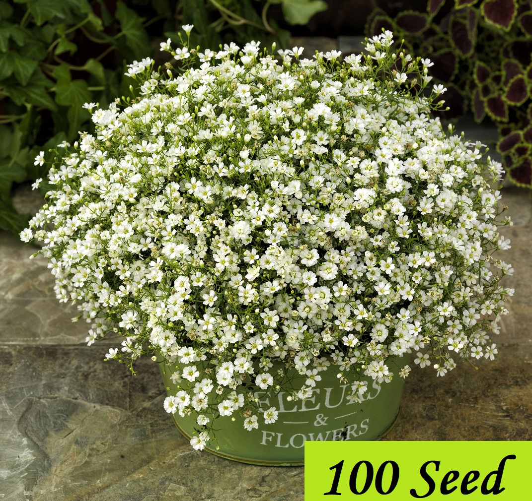 Picture of Gypsy Flower Seed 1gm