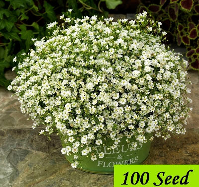 Picture of Gypsy Flower Seed 1gm