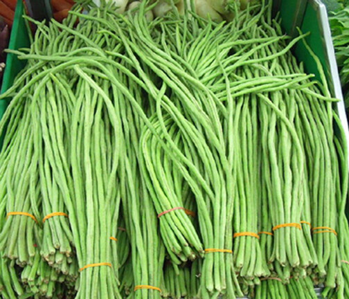 Picture of All Season Long Bean SeedS  - 15 Pcs SeedS