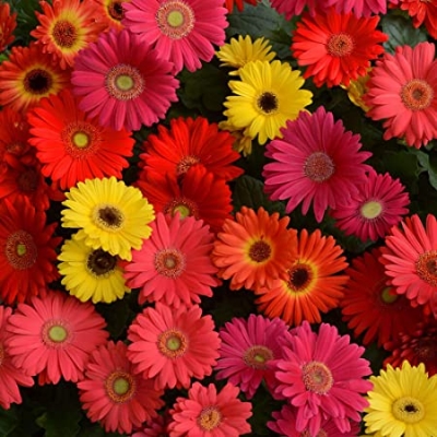 Picture of Gerbera Daisy Flower SeedS - 20 Pcs SeedS
