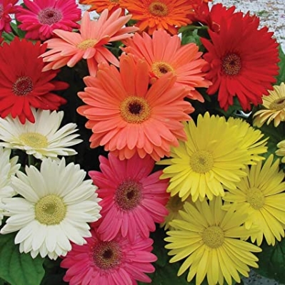 Picture of Gerbera Daisy Flower SeedS - 20 Pcs SeedS