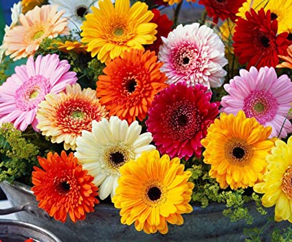 Picture of Gerbera Daisy Flower SeedS - 20 Pcs SeedS