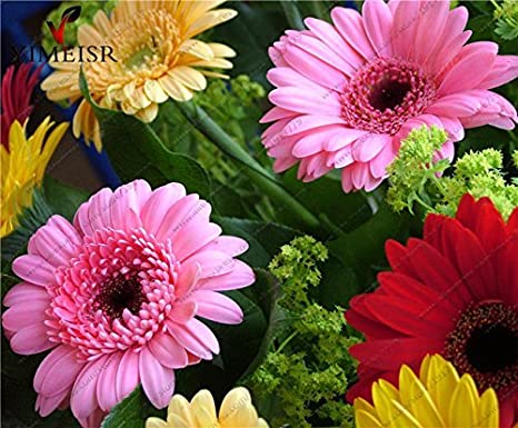 Picture of Gerbera Daisy Flower SeedS - 20 Pcs SeedS