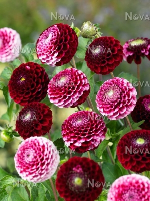 Picture of 10 Pcs Natural Dahlia Flower Seeds - 10 Pcs SeedS