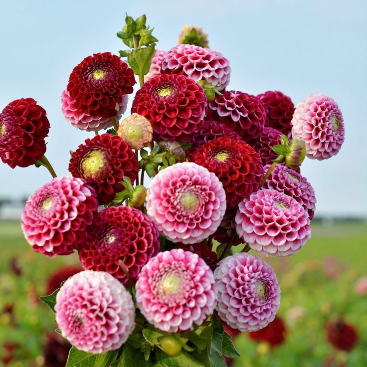 Picture of 10 Pcs Natural Dahlia Flower Seeds - 10 Pcs SeedS