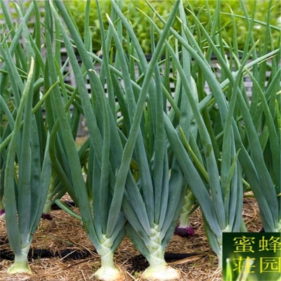 Picture of Four Seasons Chive seedS- 70 pcs seedS