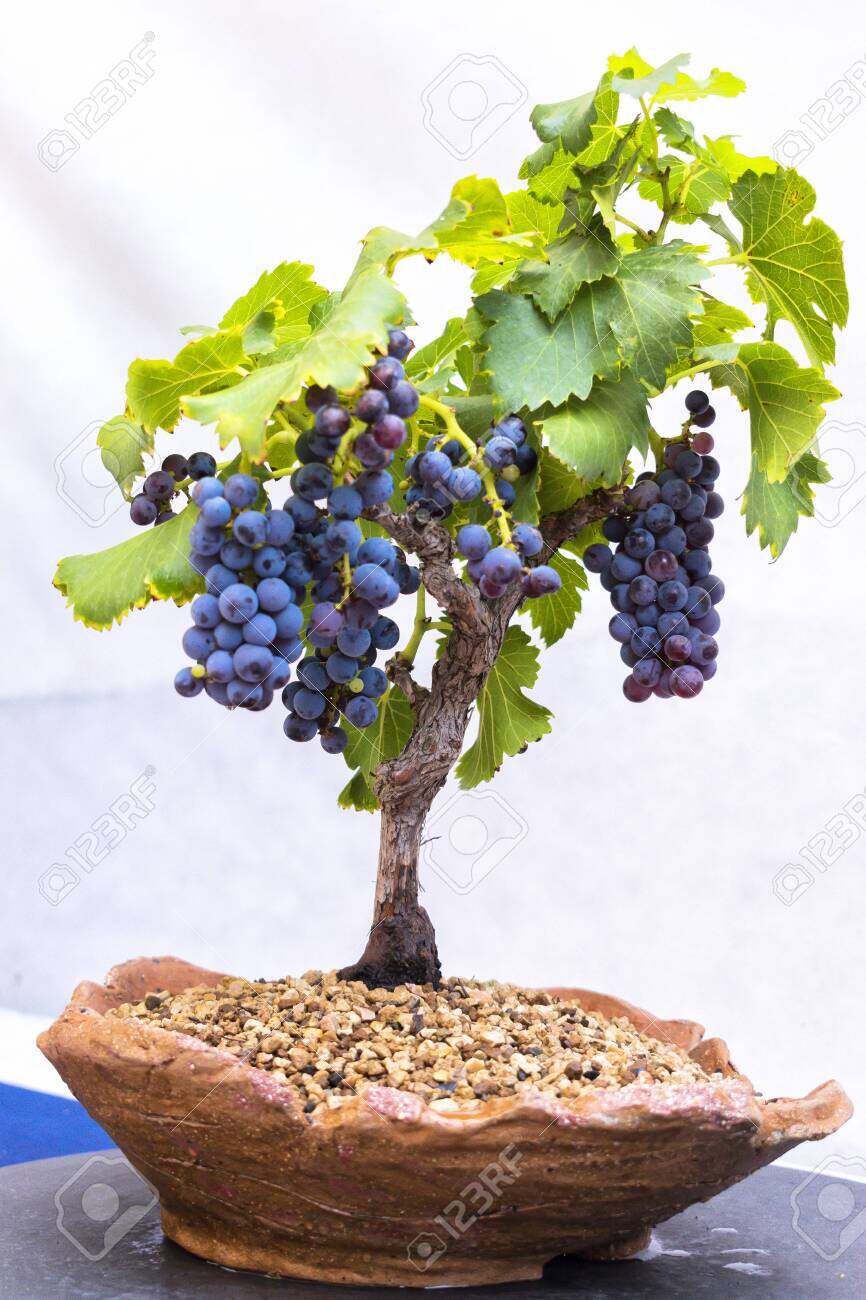 Picture of (Kashmiri Grape Seeds) 20pcs