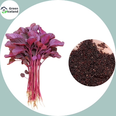 Picture of 50 Pcs Global Lal Shak/ Red spinach SeedS 