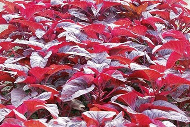 Picture of 50 Pcs Global Lal Shak/ Red spinach SeedS 