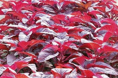 Picture of 50 Pcs Global Lal Shak/ Red spinach SeedS 