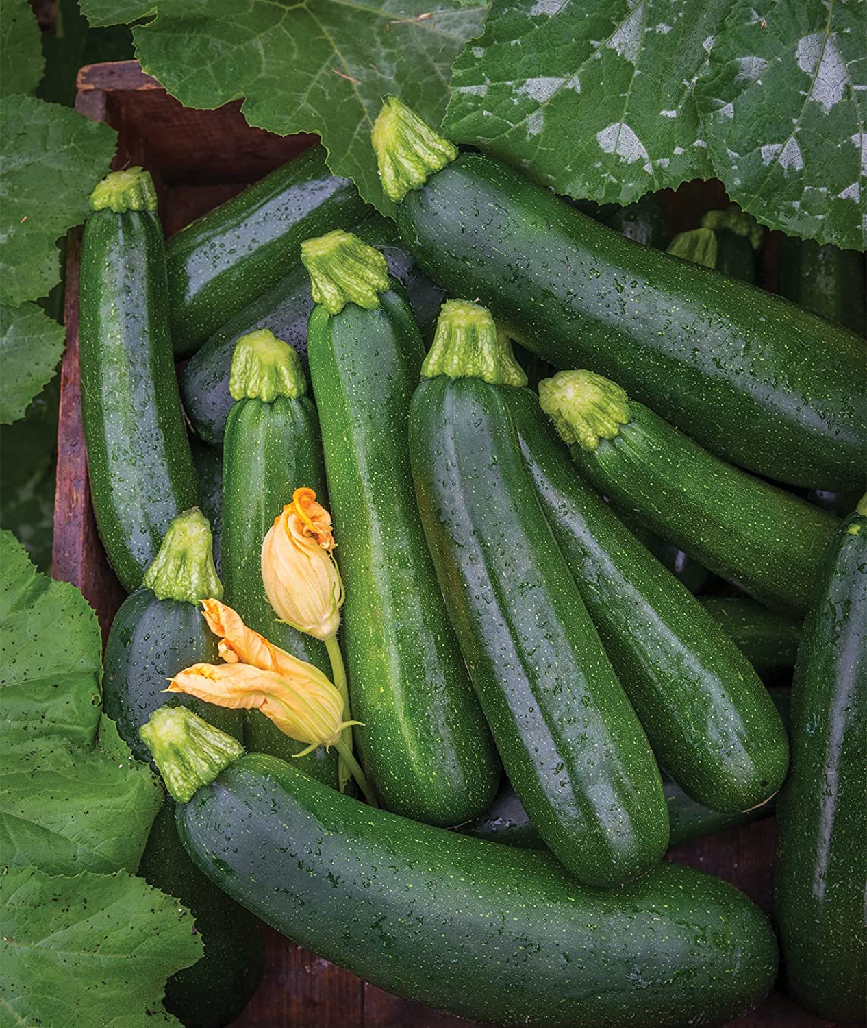 Picture of Zucchini Squash SeedS - 10 Pcs Seeds(Global Seeds)