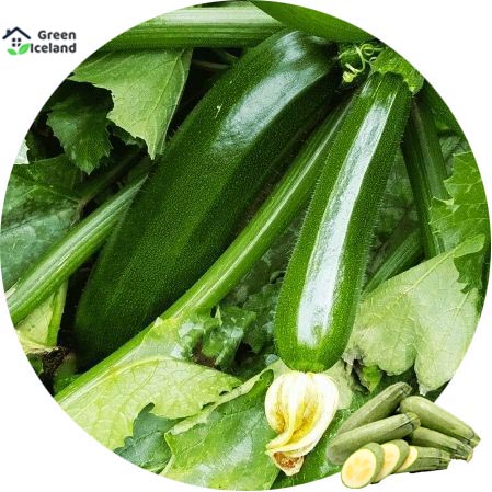 Picture of Zucchini Squash SeedS - 10 Pcs Seeds(Global Seeds)
