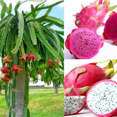 Picture of Dragon Pitaya Fruit SeedS - 15 Pcs SeedS