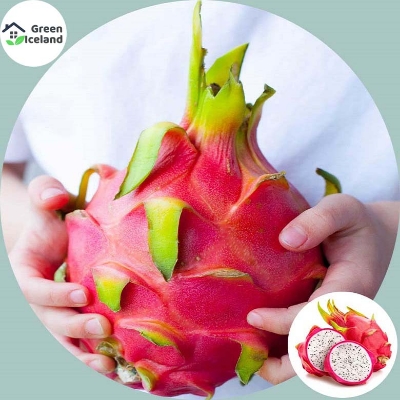 Picture of Dragon Pitaya Fruit SeedS - 15 Pcs SeedS