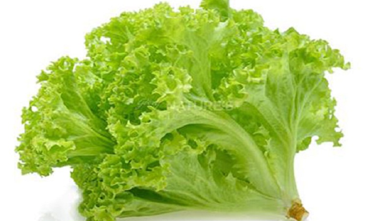 Picture of Lettuce Grand Rapid Seeds