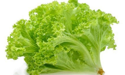 Picture of Lettuce Grand Rapid Seeds
