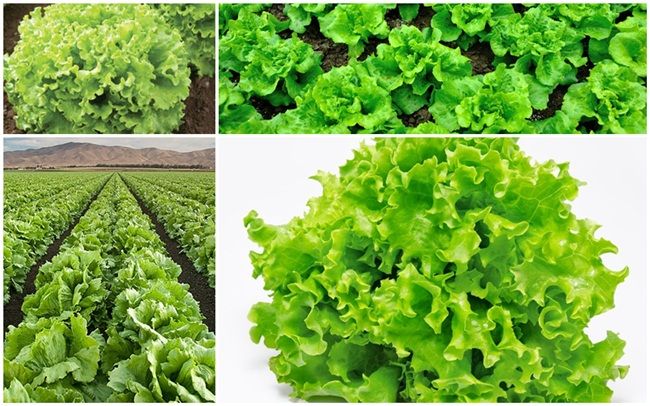 Picture of Lettuce Grand Rapid Seeds