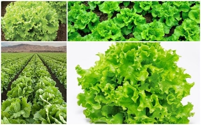 Picture of Lettuce Grand Rapid Seeds