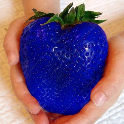 Picture of Gaint Blue strawberry Seeds  - 25 Pcs SeedS