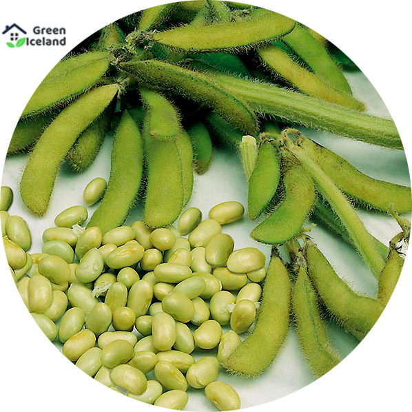 Picture of All Season Natural Soybean Tree Seeds - 25 Pcs SeedS