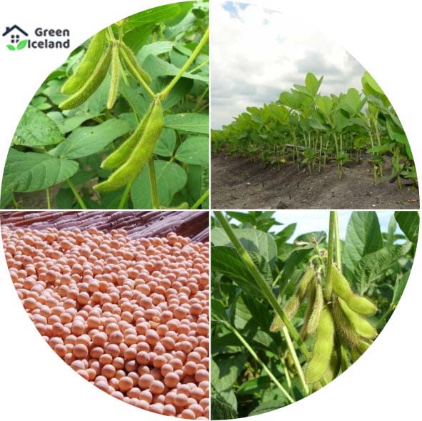 Picture of All Season Natural Soybean Tree Seeds - 25 Pcs SeedS