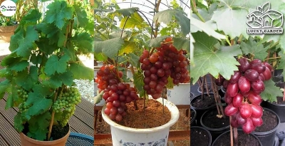 Picture of 15 Pcs Miniature Grape SeedS - 15 Pcs Seeds (Imported Global Seeds)