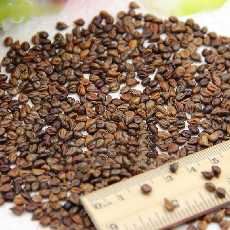 Picture of 15 Pcs Miniature Grape SeedS - 15 Pcs Seeds (Imported Global Seeds)