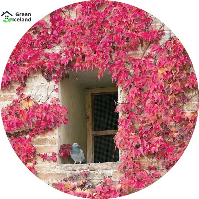 Picture of Rare Climbing Red Creeper Flower Seeds - 15 Pcs SeedS