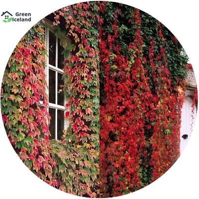 Picture of Rare Climbing Red Creeper Flower Seeds - 15 Pcs SeedS