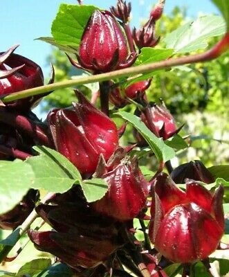 Picture of 10 Pcs Organic Roselle Chinese Herb Plant SeedS