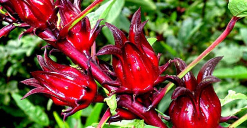 Picture of 10 Pcs Organic Roselle Chinese Herb Plant SeedS