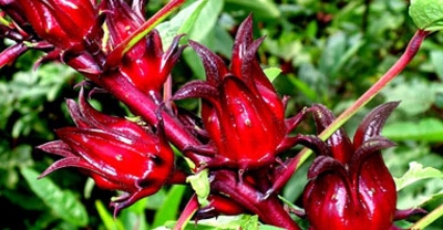 Picture of 10 Pcs Organic Roselle Chinese Herb Plant SeedS