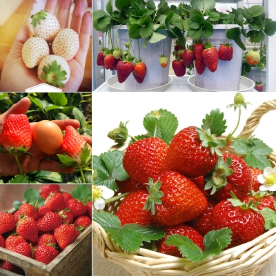 Picture of Global Red Strawberry Seeds - 30 Pcs SeedS