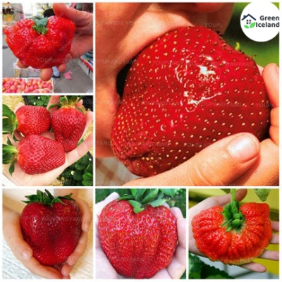 Picture of Global Red Strawberry Seeds - 30 Pcs SeedS