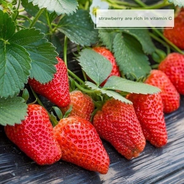 Picture of Global Red Strawberry Seeds - 30 Pcs SeedS