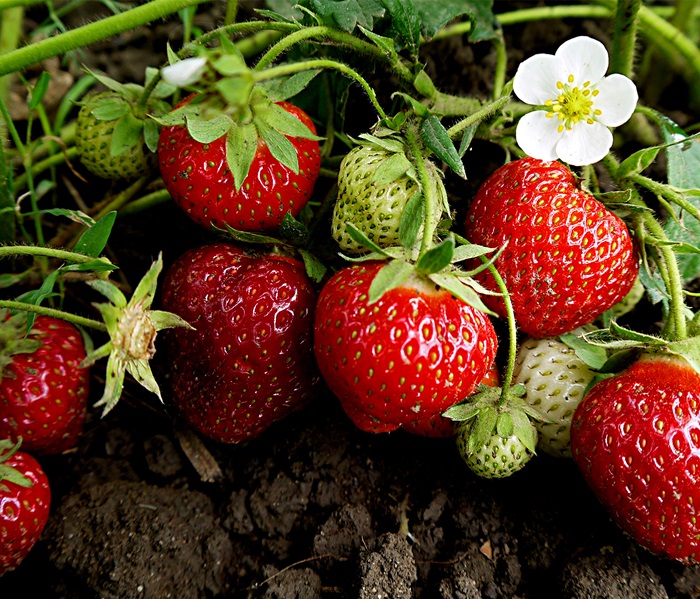Picture of Global Red Strawberry Seeds - 30 Pcs SeedS