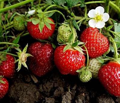 Picture of Global Red Strawberry Seeds - 30 Pcs SeedS
